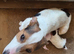 Jack Russel Puppies