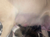 8 Puppies Available. 4Boys4Girls