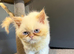 Persian kittens 1 boys 1 girls.