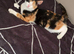 Kitten female