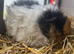 Baby Texel Guinea pigs. Waiting list open
