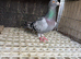 A male pigeon for sale