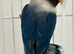 Single love bird