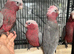 Hand-Rearing Baby Cuddly Super Tame Friendly Galah Cockatoo Parrot,13