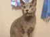 Russian blue