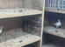 Pigeon boxes