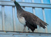 1 year old peahen