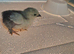 Pekin bantam chicks and egg for sale