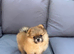 KC ORANGE SABLE POMERANIAN GIRL