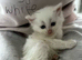 Adorable fluffy kittens looking for new home