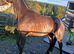 Stunning Irish sports horses