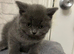 British blue kittens