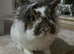 Male rabbit