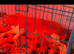 CAVAPOO PUPS F1 REDS PARANTS DNA TESTED