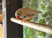Young Zebra Finches