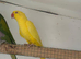Adult Pair Derbyan parrot and Indian Ringneck yellow Female