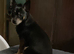 Beautiful male chihuahua