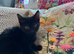 4 lovely kittens