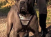 Cerberus Cane Corso