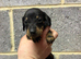 5 stunning Dachshund puppies