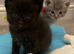 Ragcoon kittens