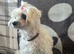 Health tested small maltipoo