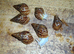 RETIC GIANT AFRICAN LAND SNAILS