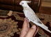 Hand rear cockatiels