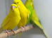 Budgies