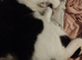 Female cat