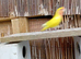 Proven adult peachfaced lovebirds