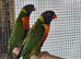 Rainbow lorikeet