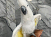 3 Year Old Super Tame Cuddly Friendly Umbrella Cockatoo