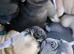 KC French Bulldog Puppies Lilac, Black Tan, Fawn