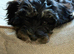 Gorgeous tiny toy cockapoo girl puppy