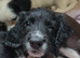 Puppies looking for forever home