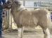 Gorgeous SPSBS reg filly