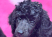 Standard poodles Fully health tested