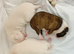 Staffy x stunning white pups