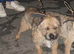 BORDER TERRIER STUD SLEM TESTED CLEAR
