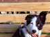 Intelligent Border Collie Puppy Seeking a Loving Home!