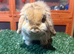 Pure breed mini lop buck
