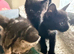 3 beautiful kittens