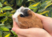 Coronet baby guinea pigs