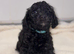 Miniature F1 Schnoodle Puppies