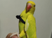 Tame Baby mutation Ringneck