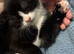 3 kittens