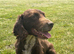 Lovely cocker dog looking for loving home