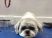 For sale Shih Tzu
