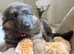 Ready now! GSD pups from KC and health tested parents